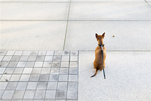 馬爾默城市“森林”廣場
