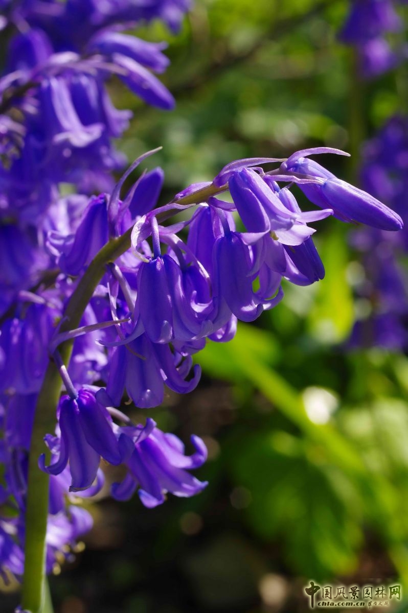 讓我碰見一個藍鈴花般的姑娘？——小記英國鄉土野花寶貝