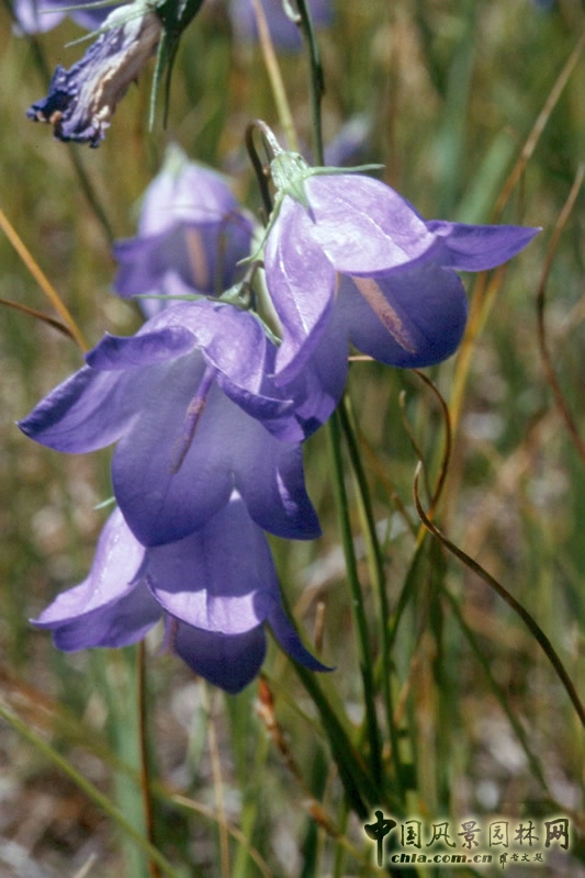 讓我碰見一個藍(lán)鈴花般的姑娘？——小記英國鄉(xiāng)土野花寶貝