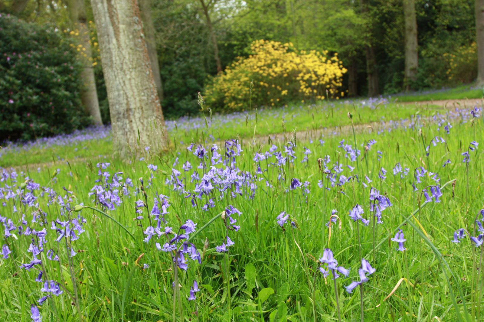讓我碰見一個藍鈴花般的姑娘？——小記英國鄉土野花寶貝