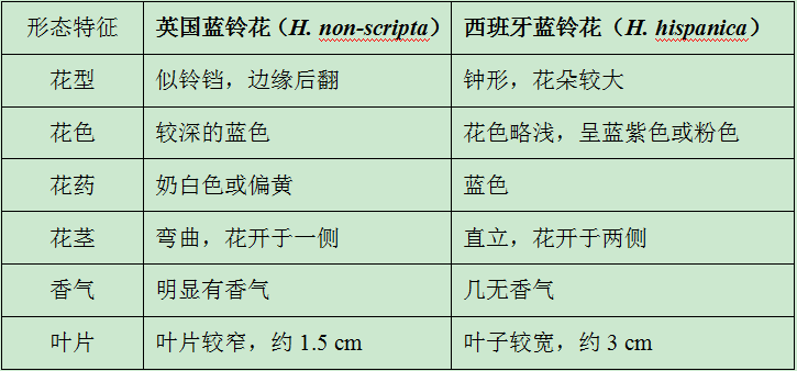 讓我碰見一個藍鈴花般的姑娘？——小記英國鄉土野花寶貝