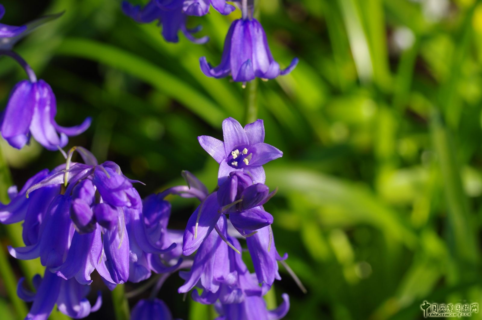 讓我碰見一個藍鈴花般的姑娘？——小記英國鄉土野花寶貝