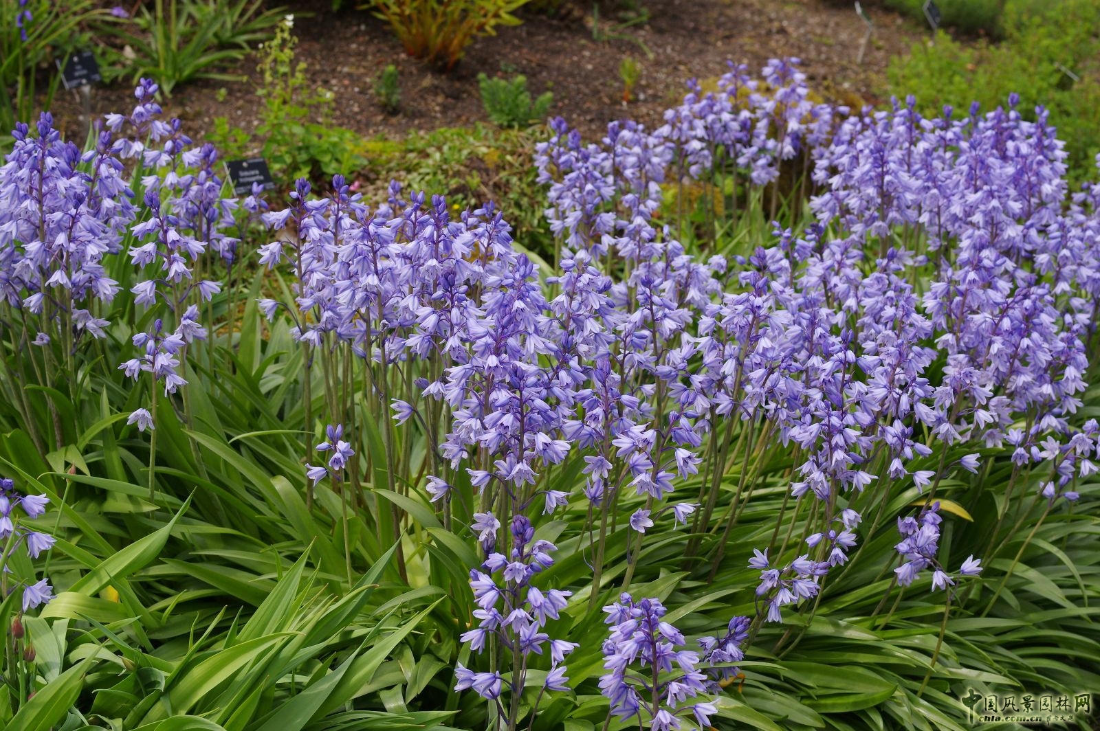 讓我碰見一個藍鈴花般的姑娘？——小記英國鄉土野花寶貝