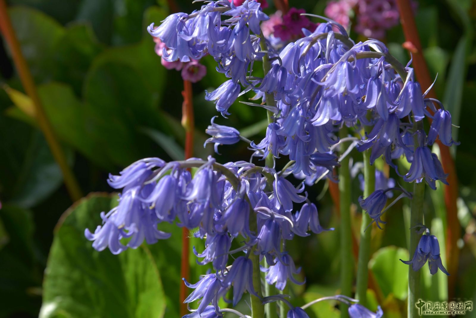 讓我碰見一個藍鈴花般的姑娘？——小記英國鄉土野花寶貝