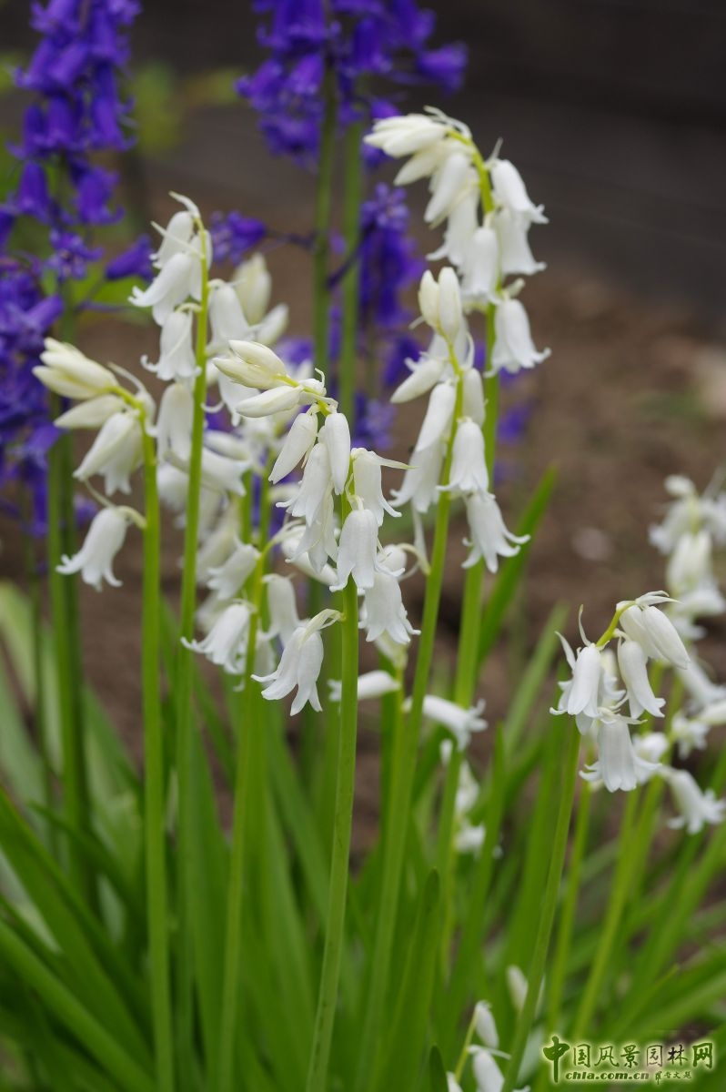 讓我碰見一個藍鈴花般的姑娘？——小記英國鄉土野花寶貝