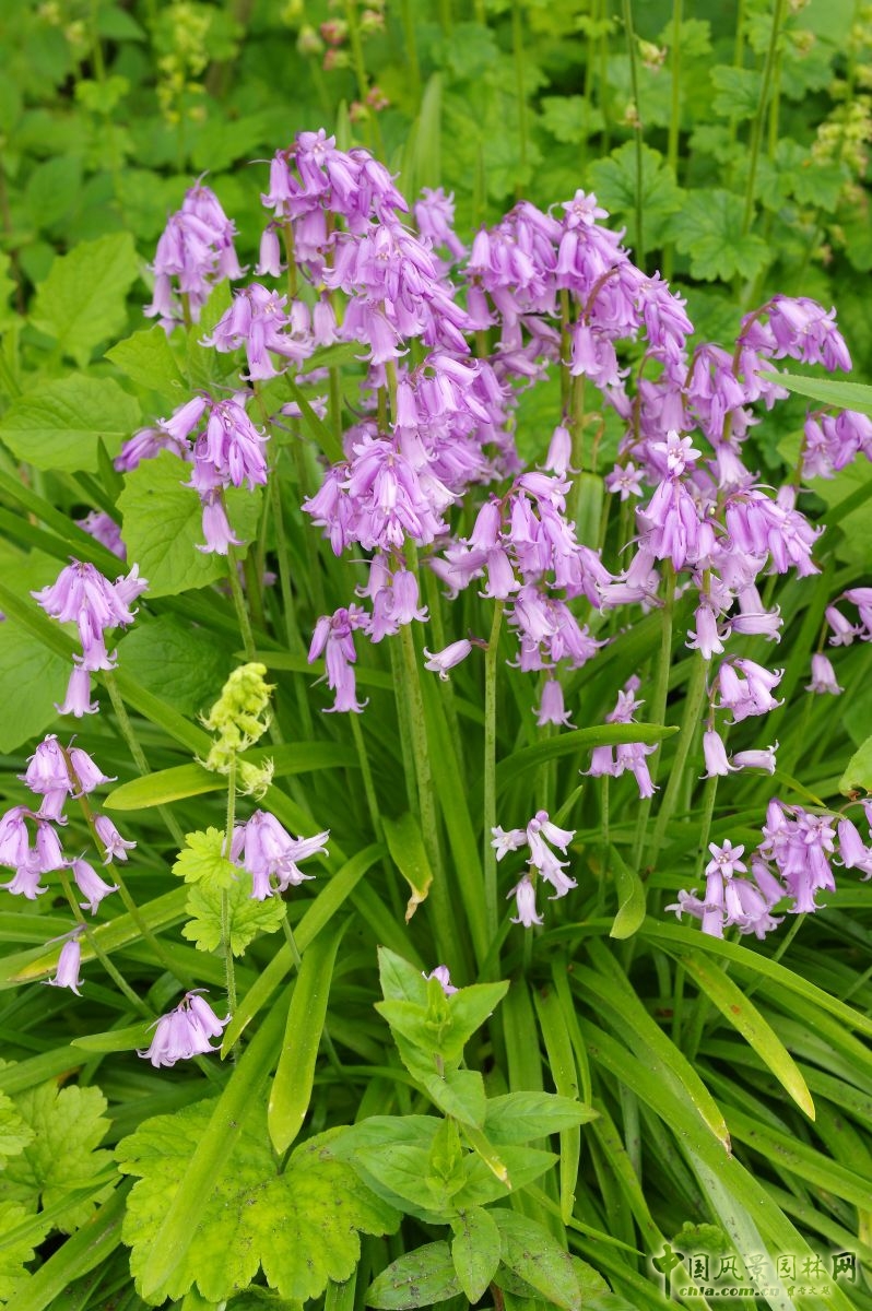 讓我碰見一個藍(lán)鈴花般的姑娘？——小記英國鄉(xiāng)土野花寶貝