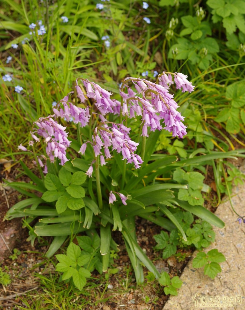 讓我碰見一個藍(lán)鈴花般的姑娘？——小記英國鄉(xiāng)土野花寶貝