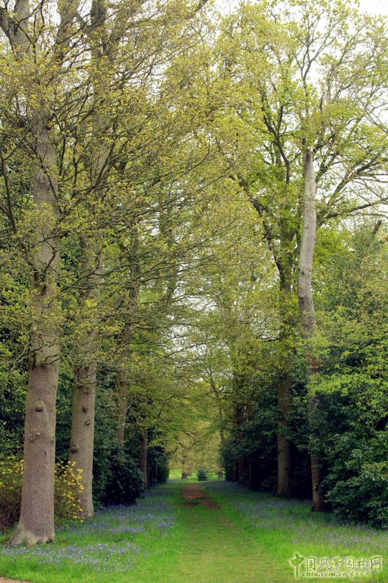 讓我碰見一個藍(lán)鈴花般的姑娘？——小記英國鄉(xiāng)土野花寶貝