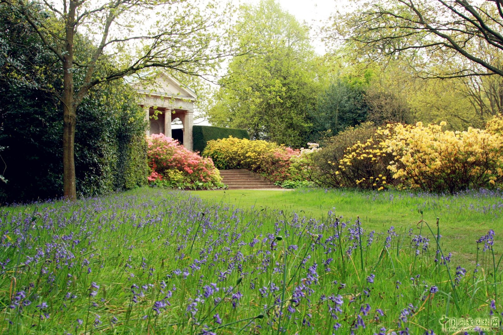 讓我碰見一個藍(lán)鈴花般的姑娘？——小記英國鄉(xiāng)土野花寶貝