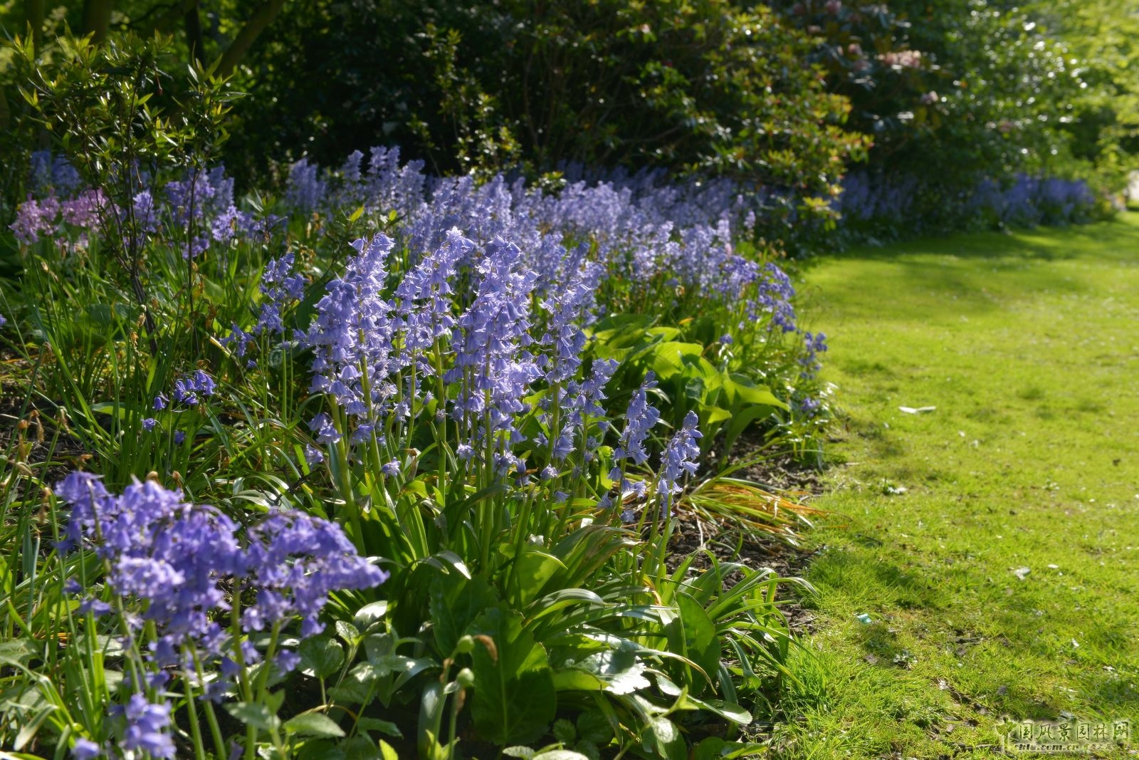 讓我碰見一個藍(lán)鈴花般的姑娘？——小記英國鄉(xiāng)土野花寶貝
