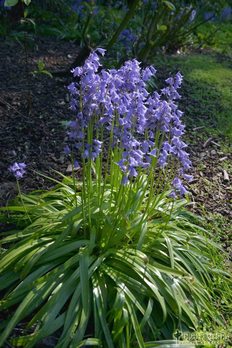 讓我碰見一個藍鈴花般的姑娘？——小記英國鄉土野花寶貝