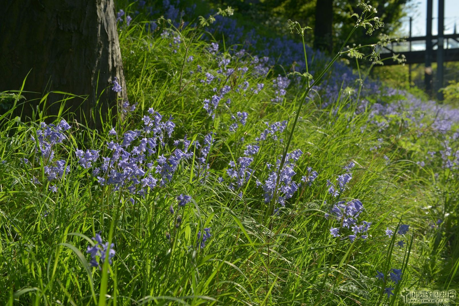 讓我碰見一個藍鈴花般的姑娘？——小記英國鄉土野花寶貝