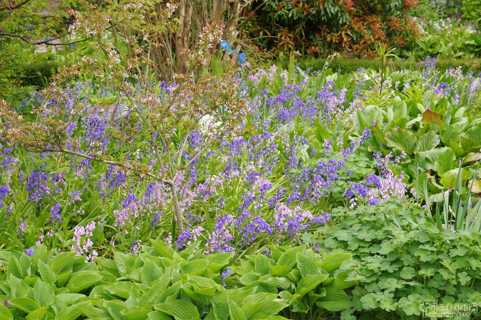 讓我碰見一個藍鈴花般的姑娘？——小記英國鄉土野花寶貝