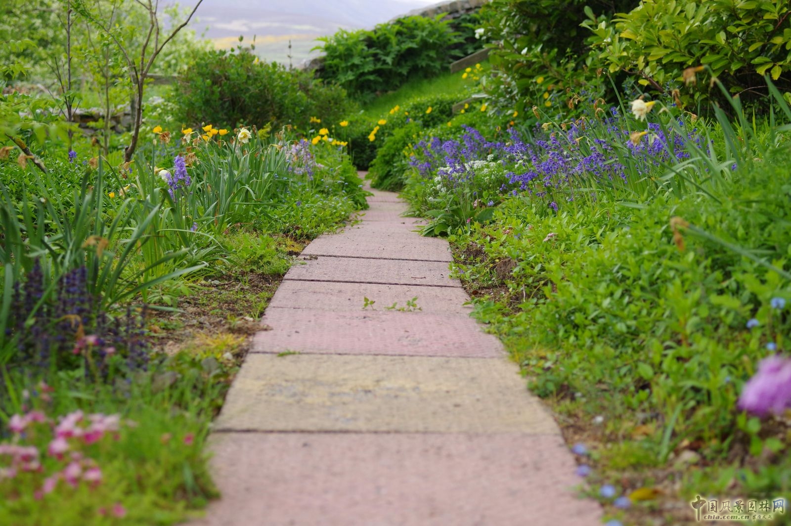 讓我碰見一個藍鈴花般的姑娘？——小記英國鄉土野花寶貝