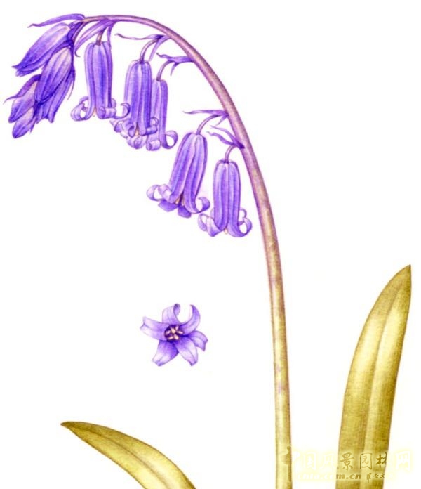 讓我碰見一個藍(lán)鈴花般的姑娘？——小記英國鄉(xiāng)土野花寶貝