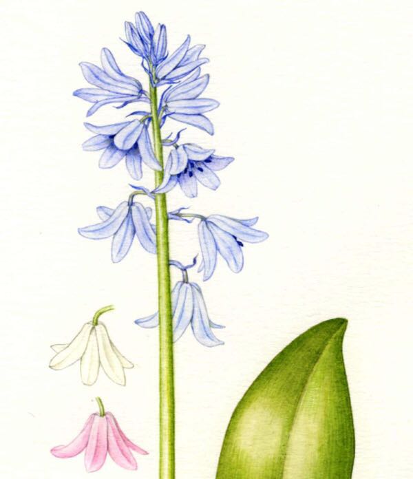 讓我碰見一個藍鈴花般的姑娘？——小記英國鄉土野花寶貝