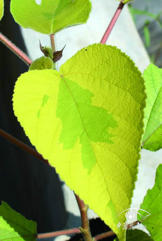 名品彩葉構樹新品種通過審查