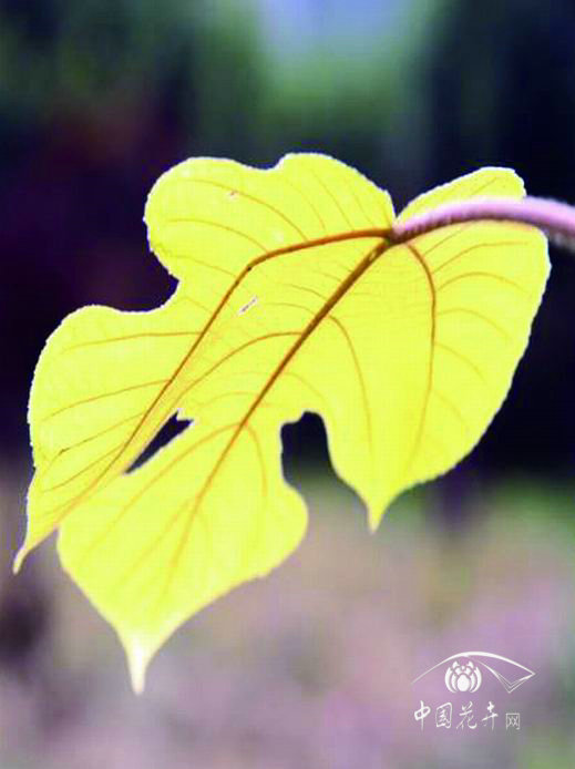 名品彩葉構樹新品種通過審查