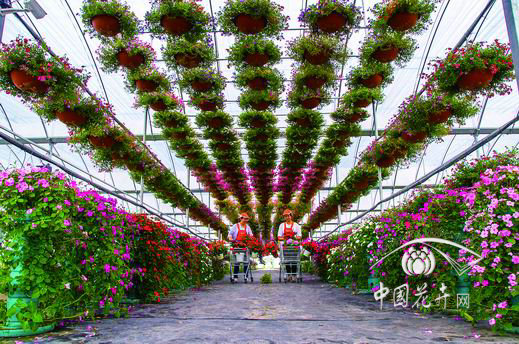 江蘇最長的花卉“隧道”建成開放 