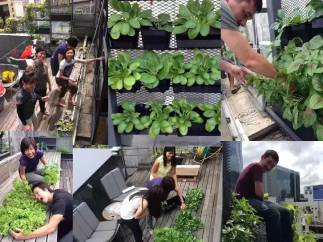 WOHA：與城市共命運（多圖）