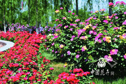 中農(nóng)大培育新品種綻放月季大會(huì)