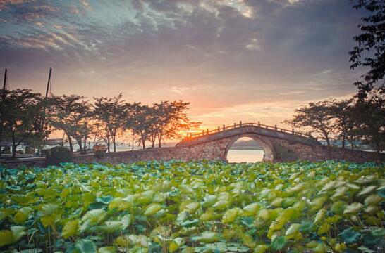無錫黿頭渚 賞荷納涼勝地