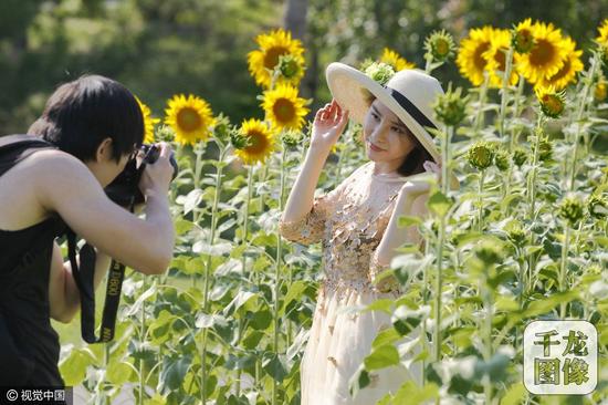 北京奧森公園百畝葵花綻放游客徜徉花海