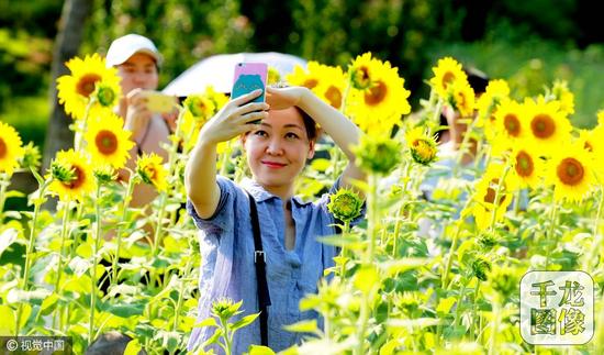 北京奧森公園百畝葵花綻放游客徜徉花海
