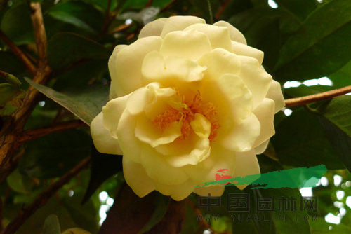 棕櫚股份越南抱莖茶新種通過初審