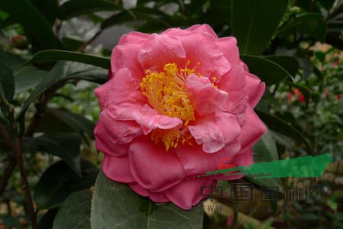 棕櫚股份越南抱莖茶新種通過初審