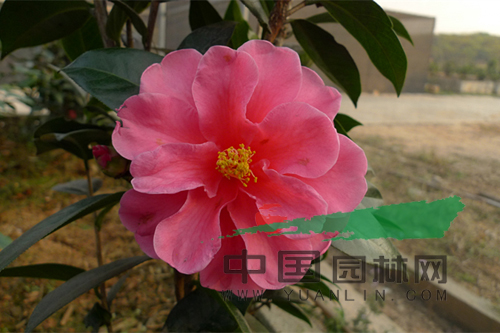 棕櫚股份越南抱莖茶新種通過初審