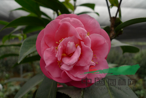 棕櫚股份越南抱莖茶新種通過(guò)初審