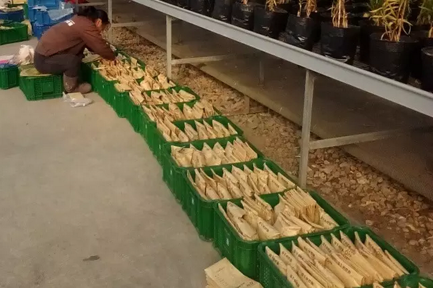 種子的力量即蒙草好種源