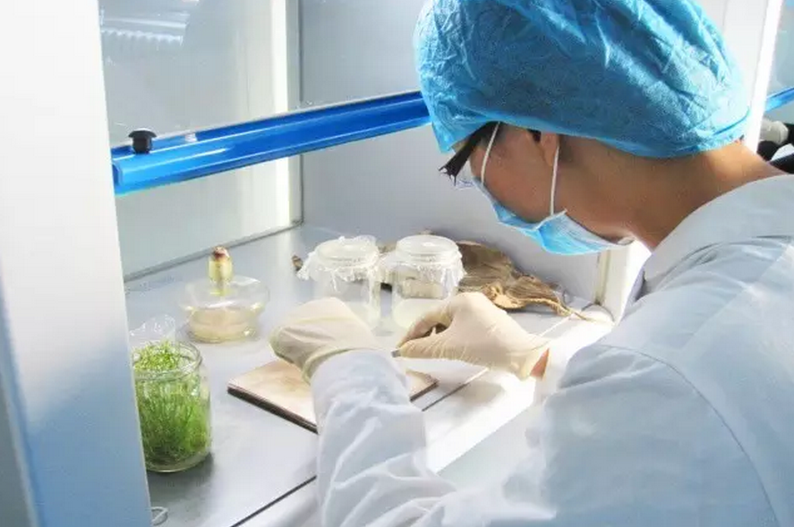 種子的力量即蒙草好種源