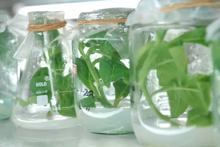 種子的力量即蒙草好種源