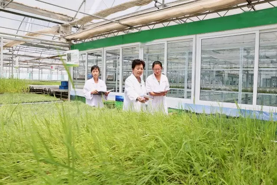 種子的力量即蒙草好種源