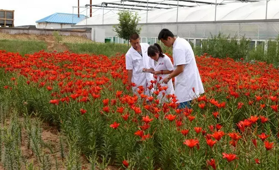 種子的力量即蒙草好種源
