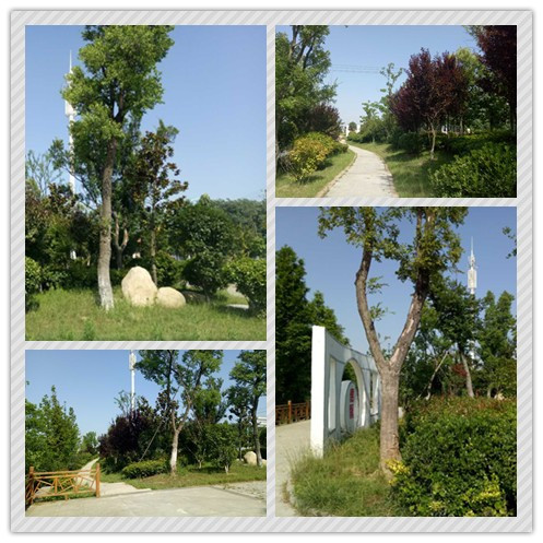 華藝生態喜獲2015年城鎮園林綠化精品示范工程