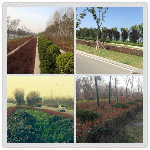 華藝生態喜獲2015年城鎮園林綠化精品示范工程