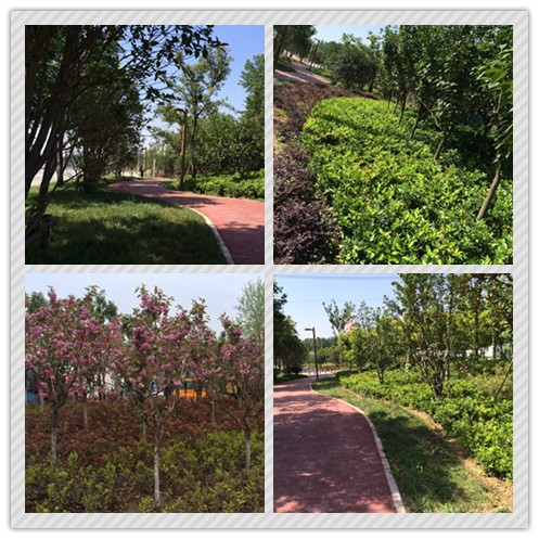 華藝生態喜獲2015年城鎮園林綠化精品示范工程