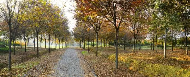 江蘇三葉園林一“櫸”成名天下知