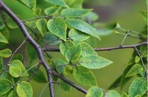 江蘇三葉園林一“櫸”成名天下知