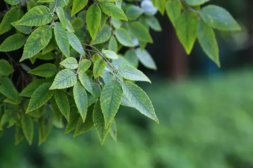 江蘇三葉園林一“櫸”成名天下知