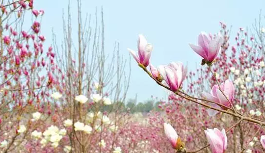 江蘇三葉園林一“櫸”成名天下知