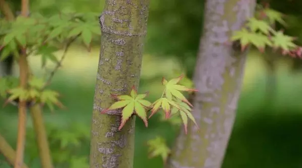 江蘇三葉園林一“櫸”成名天下知