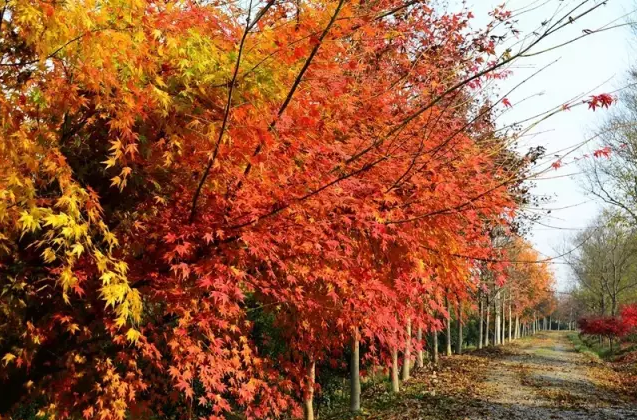 江蘇三葉園林一“櫸”成名天下知