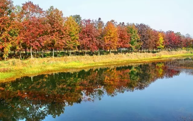 江蘇三葉園林一“櫸”成名天下知
