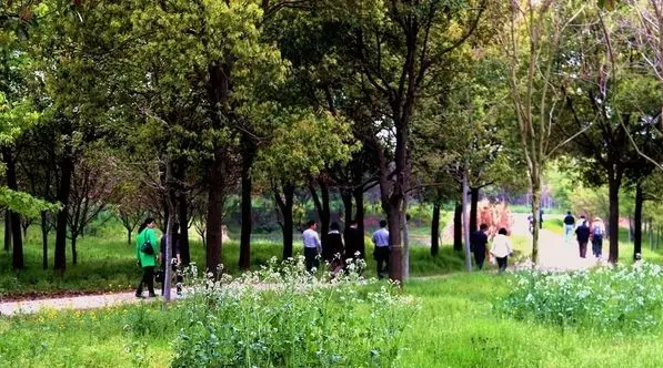 江蘇三葉園林一“櫸”成名天下知