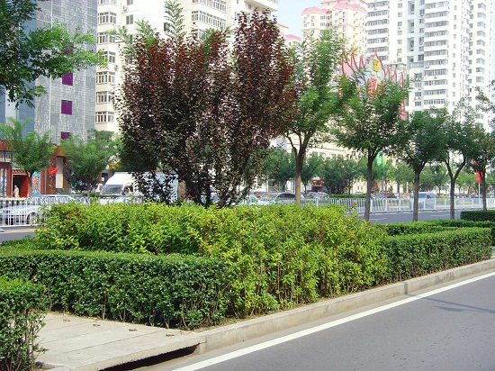 北京奧運中心區整體道路景觀系統規劃設計