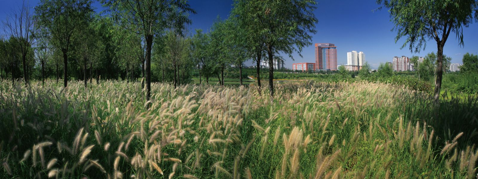 北京昌平新城萬畝濱河森林公園規劃設計